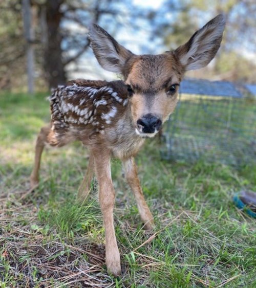A young fawn with spots stands on grass, looking curiously at the camera in a natural setting.
