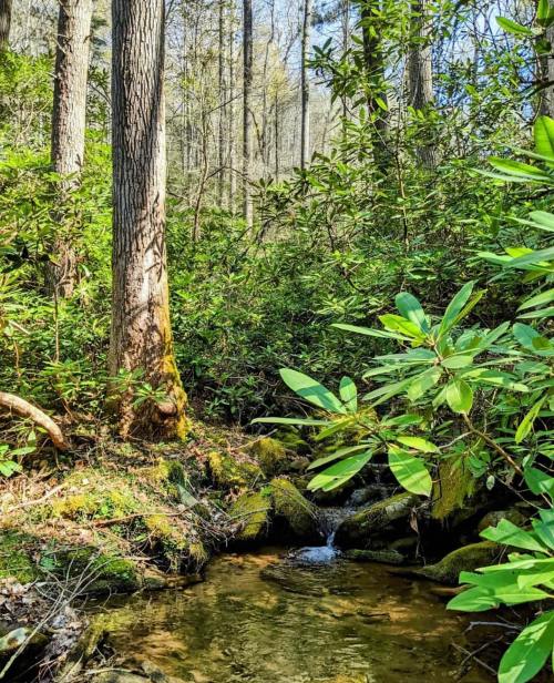 A serene forest scene with a small stream flowing through lush greenery and tall trees.
