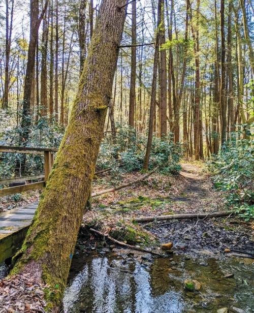 A serene forest path beside a small stream, with tall trees and a wooden bridge in a lush, green setting.