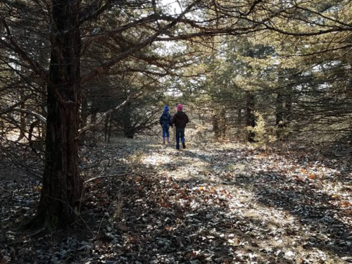 Two children walking on a leaf-covered path in a sunlit forest, surrounded by tall trees.