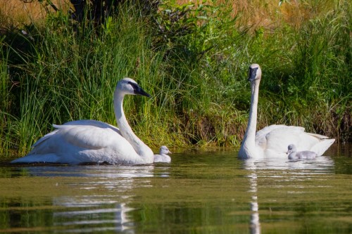 Two swans and their cygnet swimming in a calm pond surrounded by green grass.