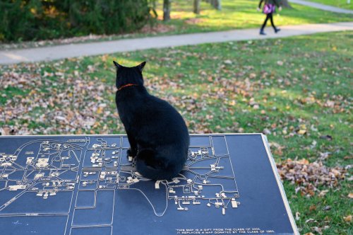 A black cat sits on a map display in a park, with a person walking in the background.