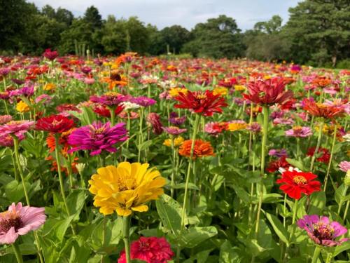 A vibrant field of colorful flowers in various shades, surrounded by greenery under a clear sky.