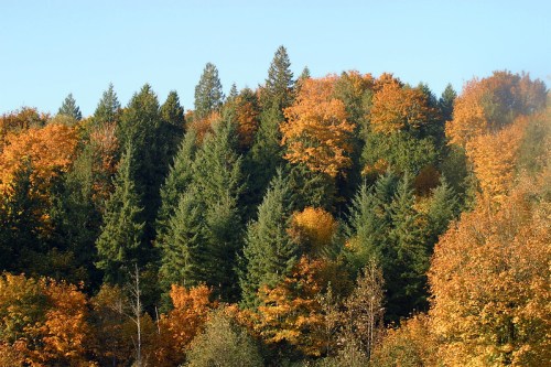 A vibrant forest in autumn, showcasing a mix of green and orange foliage under a clear blue sky.