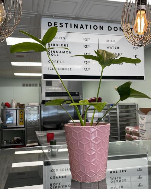 A pink geometric pot with a green plant sits on a counter in a café, with a menu board in the background.