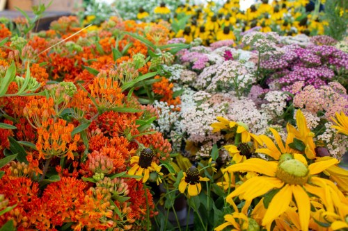 A vibrant display of orange, yellow, and purple flowers in a garden setting, showcasing a variety of blooms.