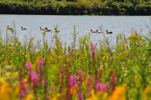 A serene lake scene with ducks swimming, framed by vibrant wildflowers in the foreground.