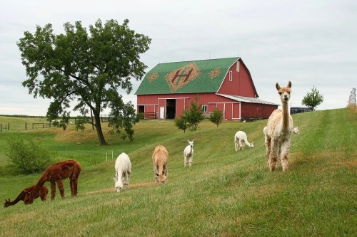 A group of alpacas grazing on green grass in front of a red barn with a green roof and a tree nearby.