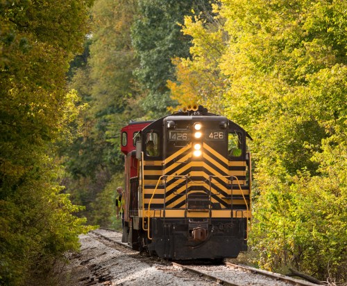 A yellow and black striped train on a narrow track surrounded by vibrant green and yellow trees.