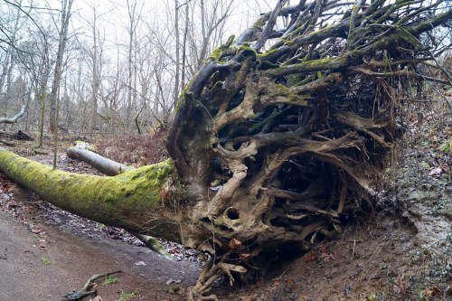 A large, uprooted tree with exposed roots covered in moss, set in a bare, wooded area.