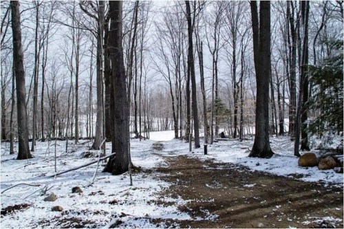A snowy forest path lined with bare trees, leading to a clearing in the distance.