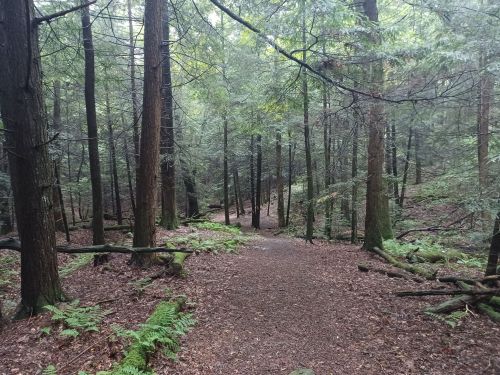 A serene forest path surrounded by tall trees and lush greenery, with ferns lining the ground.