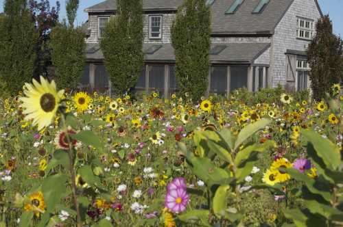 A vibrant field of sunflowers and wildflowers in front of a charming house with large windows and tall trees.