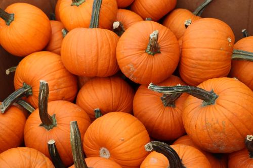 A pile of bright orange pumpkins with green stems, stacked closely together in a box.