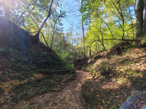 A serene forest path surrounded by lush greenery and sunlight filtering through the trees.