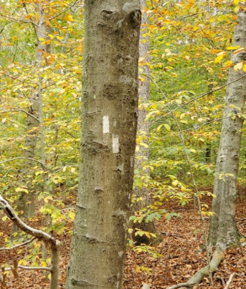 A tree in a forest with yellow and green leaves, featuring white markings on its trunk.