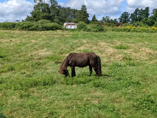 A brown horse grazing in a lush green field under a partly cloudy sky.