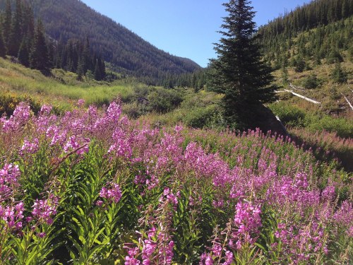 A vibrant field of pink flowers in a lush valley surrounded by green mountains and a clear blue sky.