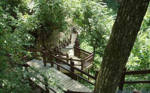 A winding wooden pathway through lush green trees in a serene natural setting.