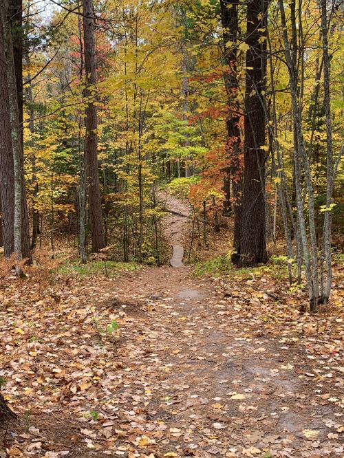 A winding dirt path through a colorful autumn forest, surrounded by trees with vibrant leaves.