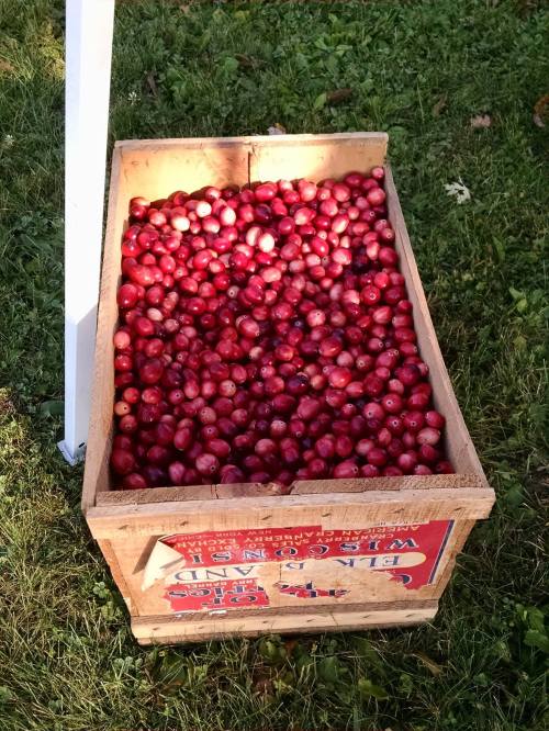 A wooden crate filled with red apples, sitting on green grass.