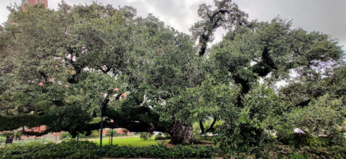 A large, sprawling oak tree with dense green foliage, set against a cloudy sky.