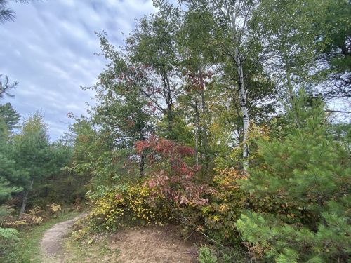 A winding path through a forest with trees displaying autumn colors under a cloudy sky.