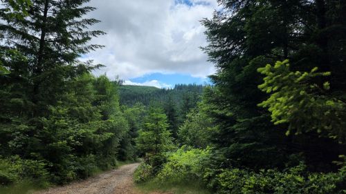 A gravel path winds through lush green trees under a partly cloudy sky in a serene forest landscape.