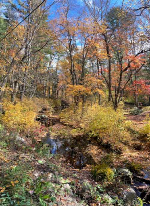 A serene forest scene in autumn, featuring colorful trees and a small stream surrounded by vibrant foliage.