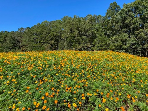 A vibrant field of orange flowers under a clear blue sky, surrounded by lush green trees.