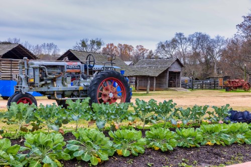 A vintage tractor parked near a garden with leafy greens, set against rustic wooden buildings and a cloudy sky.
