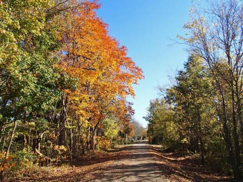 A serene pathway lined with trees displaying vibrant autumn foliage under a clear blue sky.