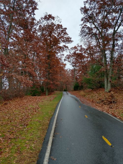 A winding road surrounded by trees with autumn leaves, under a cloudy sky.