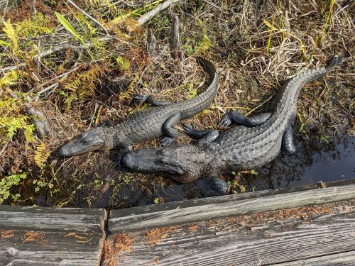 Two alligators resting on a wooden platform near a waterway, surrounded by grass and foliage.