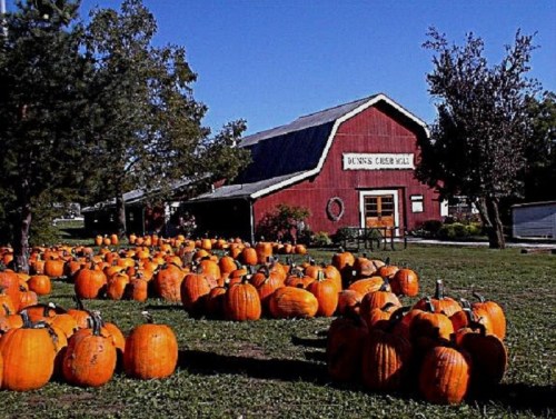 A red barn surrounded by a field of orange pumpkins on a sunny day.