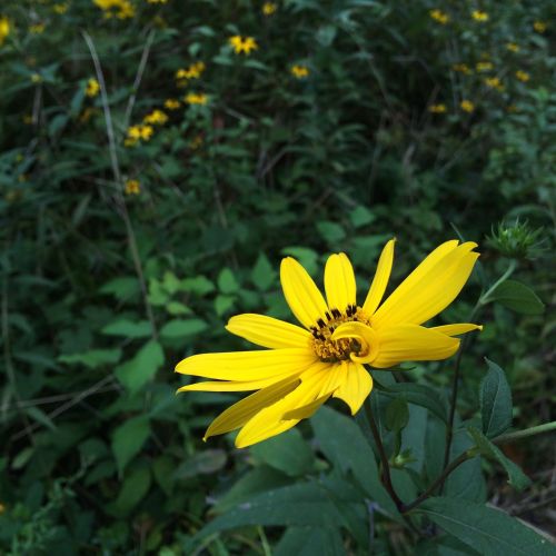 A close-up of a vibrant yellow flower with long petals, surrounded by green foliage.