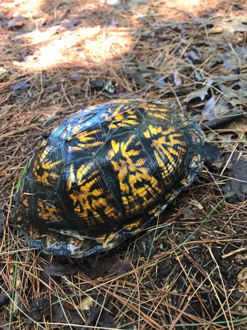 A close-up of a turtle's shell with vibrant yellow and black patterns, resting on a bed of pine needles.