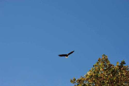 An eagle soaring in a clear blue sky above a tree with green leaves.