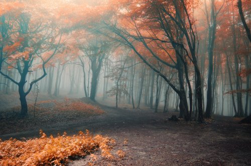 A misty forest with trees displaying vibrant autumn foliage in shades of orange and red.
