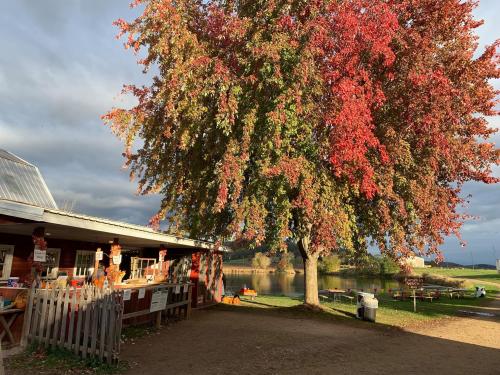 A vibrant red tree stands near a rustic building by a calm lake, with cloudy skies in the background.