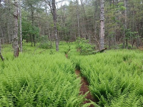 A lush green forest path surrounded by vibrant ferns and tall trees, creating a serene natural landscape.