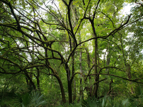 A dense forest scene featuring tall trees with sprawling branches and lush green foliage.