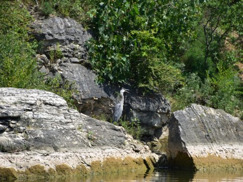 A heron stands on a rocky shore surrounded by lush greenery and calm water.