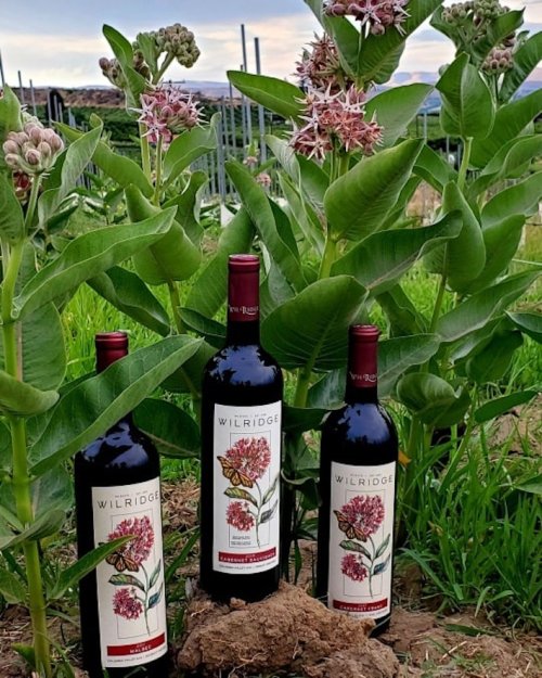 Three bottles of Wilridge wine are placed in a lush green vineyard, surrounded by flowering plants.