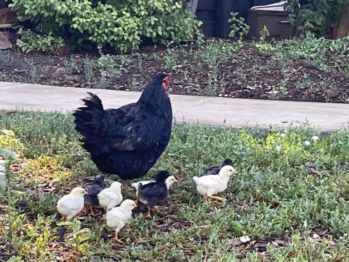 A black hen stands in a grassy area with six fluffy chicks of various colors around her.