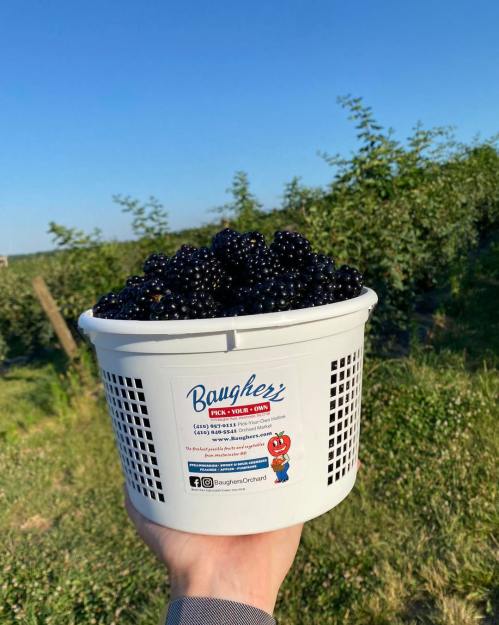 A hand holds a basket filled with fresh blackberries against a sunny orchard backdrop.