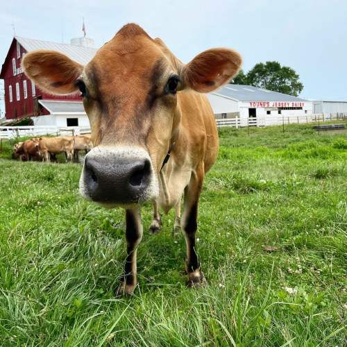 A close-up of a brown cow standing in a grassy field, with a red barn and other cows in the background.
