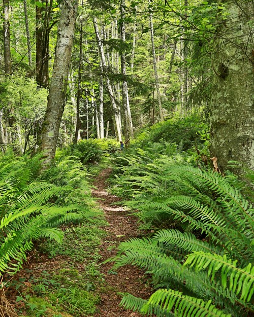 A lush forest path lined with ferns, leading through tall trees and greenery.