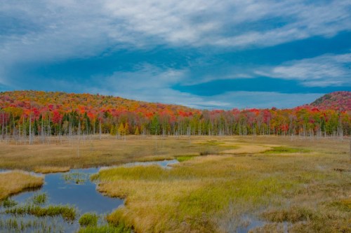 A vibrant autumn landscape featuring colorful trees, a serene wetland, and a clear blue sky.