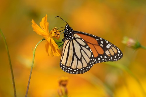 A monarch butterfly perched on a bright yellow flower, surrounded by a blurred field of yellow blooms.
